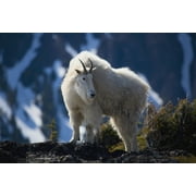 Mountain Goat Looking Left In Winter Coat, Olympic Mountains, Washington, Usa Poster Print (38 x 24)