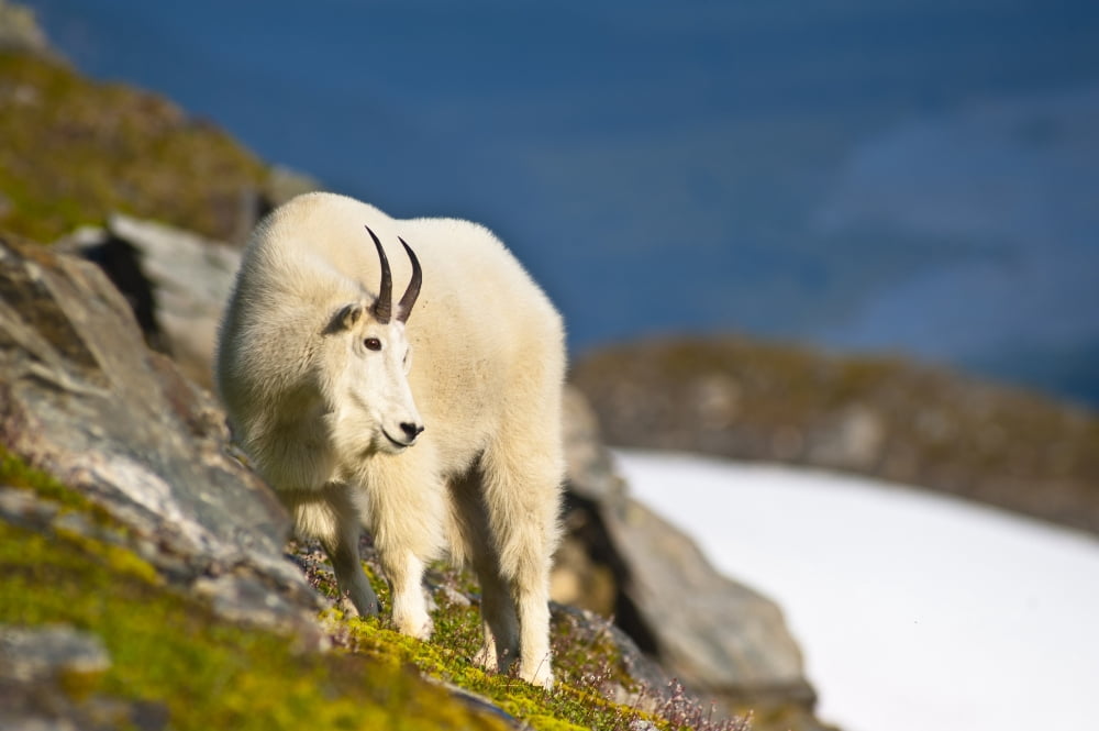 A Mountain Goat Near Exit Glaciers Harding Icefield Trail Grazing On Plants Kenai Fjords National Park Kenai Peninsula Southcentral Alaska Summer Canvas Art - Michael Jones Design Pics (17 x 11)