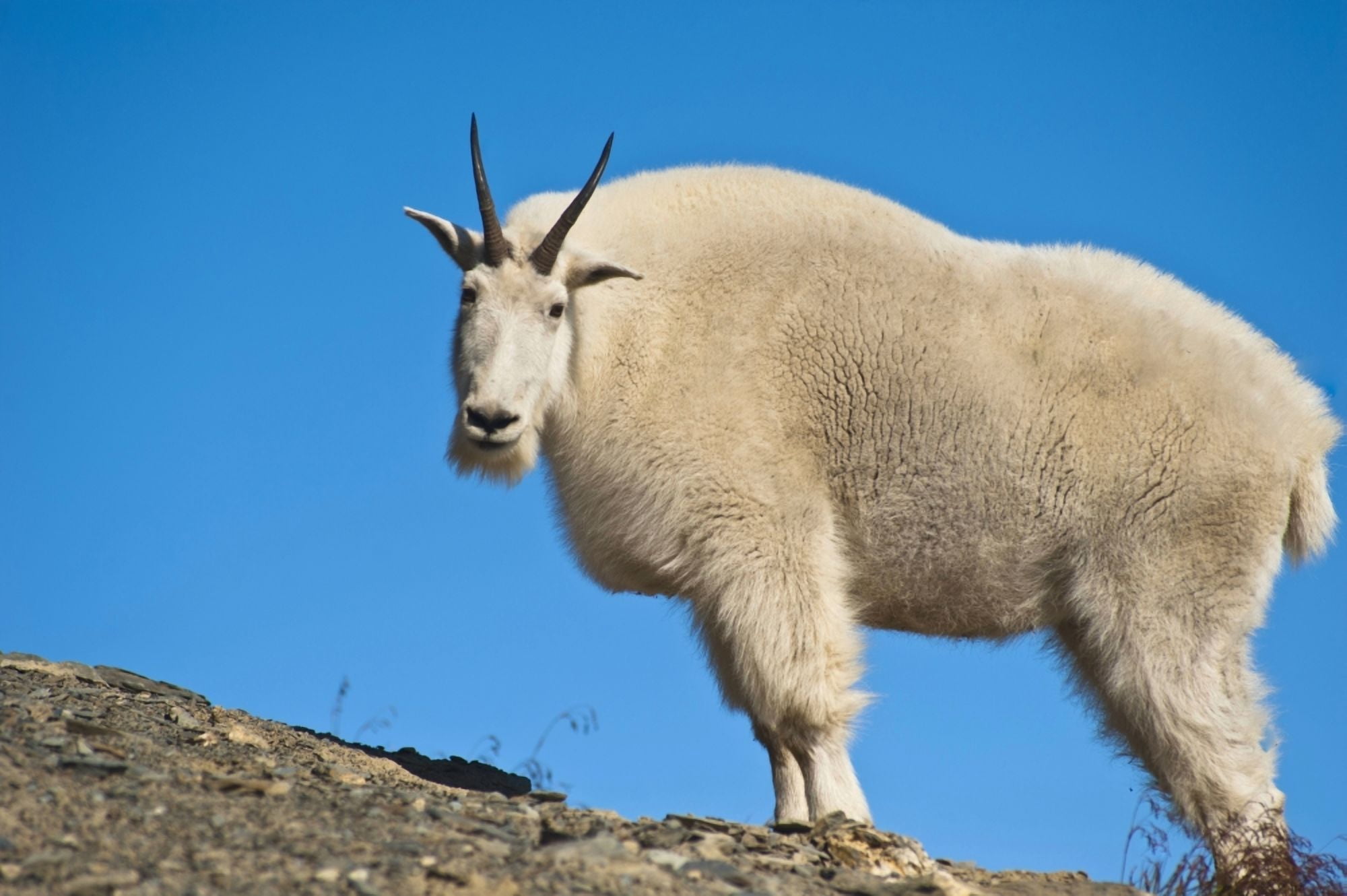A Mountain Goat Near Exit Glaciers Harding Icefield Trail Kenai Fjords National Park Kenai Peninsula Southcentral Alaska Summer Canvas Art - Michael Jones Design Pics (19 x 12)