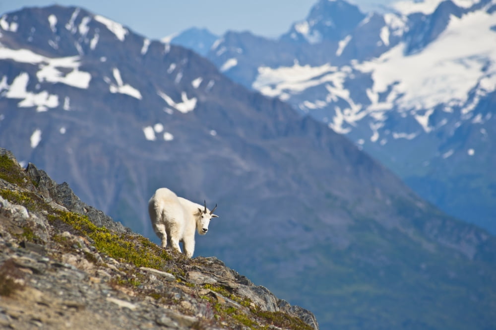 A Mountain Goat Near Exit Glaciers Harding Icefield Trail Is On A Steep Hillside Kenai Fjords National Park Kenai Peninsula Southcentral Alaska Summer Canvas Art - Michael Jones Design Pics (19 x 12)