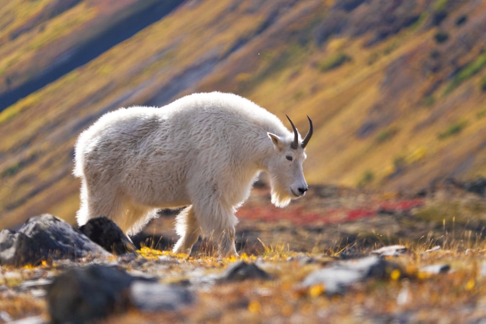 Mountain Goat Near Raven Glacier Chugach State Park Southcentral Alaska Fall Canvas Art - Carl R Battreall Design Pics (19 x 12)