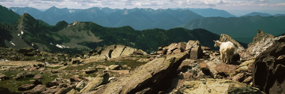 Mountain Goat (Oreamnos americanus) below Comeau Pass looking toward Sperry Chalet US Glacier National Park Montana USA Canvas Art - Panoramic Images (36 x 12)