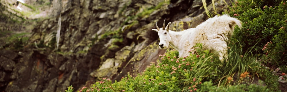 Mountain Goat (Oreamnos americanus) standing in foliage US Glacier National Park Montana USA Canvas Art - Panoramic Images (27 x 9)