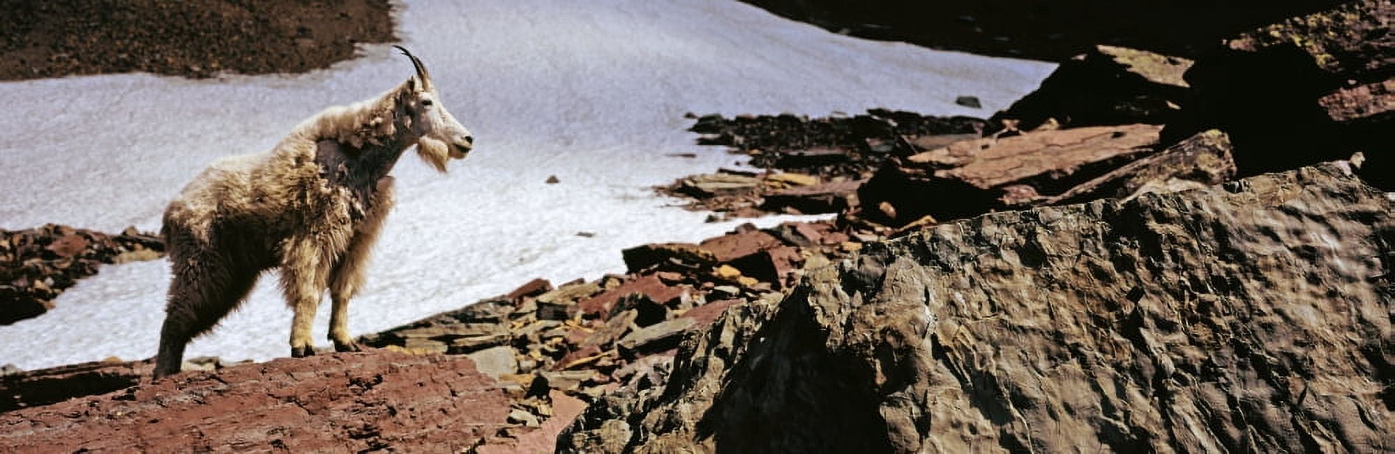 Mountain Goat (Oreamnos americanus) standing on the rock US Glacier National Park Montana USA Canvas Art - Panoramic Images (27 x 9)