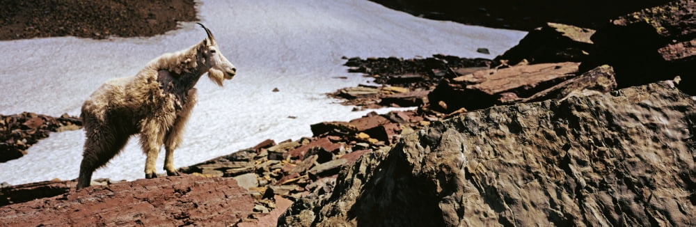 Mountain Goat (Oreamnos americanus) standing on the rock US Glacier National Park Montana USA Canvas Art - Panoramic Images (36 x 12)