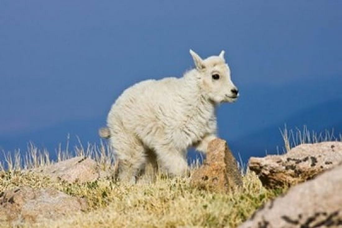Mountain Goat Rocky Mountains Colorado Canvas Art - Larry Ditto DanitaDelimont (36 x 24)