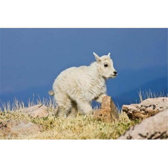Mountain Goat Rocky Mountains Colorado Poster Print by Larry Ditto - 26 x 18 in.