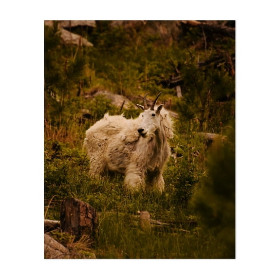 Mountain Goat - South Dakota Photography Wildlife Mountain Nature Wilderness Animal Forest Scenic Unframed Wall Art Print 9 x 12 inches
