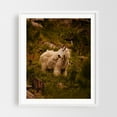 thumbnail image 1 of Mountain Goat - South Dakota Photography Wildlife Mountain Nature Wilderness Animal Forest Scenic White Framed Wall Art Print 6 x 8 inches, 1 of 1