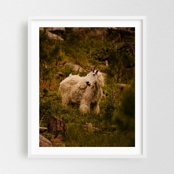Mountain Goat - South Dakota Photography Wildlife Mountain Nature Wilderness Animal Forest Scenic White Framed Wall Art Print 9 x 12 inches