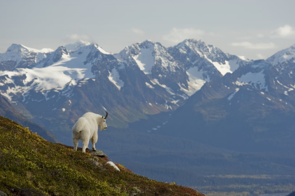 A Mountain Goat Stands On A Ridge With The Scenic Kenai Mountains In The Background During Autumn Kenai Peninsula Southcentral Alaska Canvas Art - Daryl Pederson Design Pics (17 x 11)