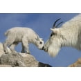 thumbnail image 1 of Mountain Goat and Kid (9x12 Wall Art Print, Home Decor), 1 of 3