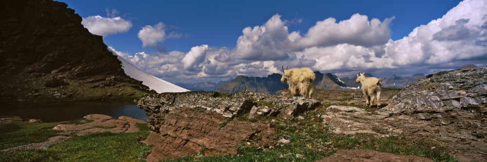 Mountain Goats (Oreamnos americanus) at the Comeau Pass US Glacier National Park Montana USA Canvas Art - Panoramic Images (36 x 12)