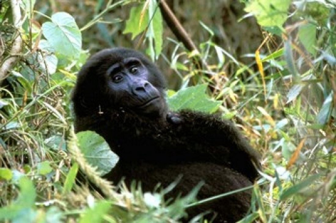 Mountain Gorilla Bwindi Impenetrable Forest National Park Uganda Canvas Art - Connie Bransilver DanitaDelimont (18 x 12)