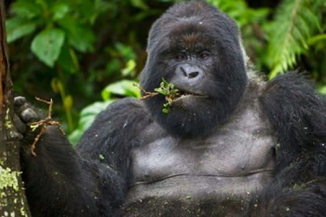 Mountain Gorilla Chewing Leaves Rwanda Canvas Art - Ralph H Bendjebar DanitaDelimont (36 x 24)