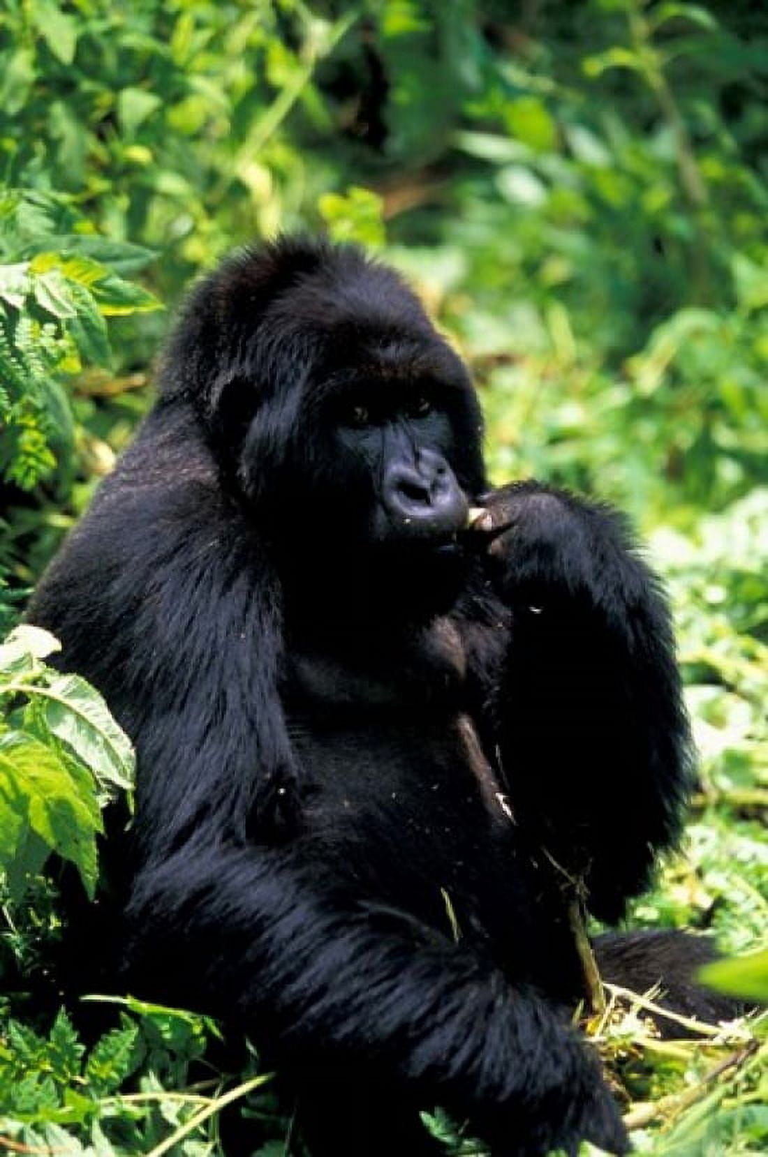 Mountain Gorilla Virunga Volcanoes National Park Rwanda Canvas Art - Art Wolfe DanitaDelimont (24 x 35)
