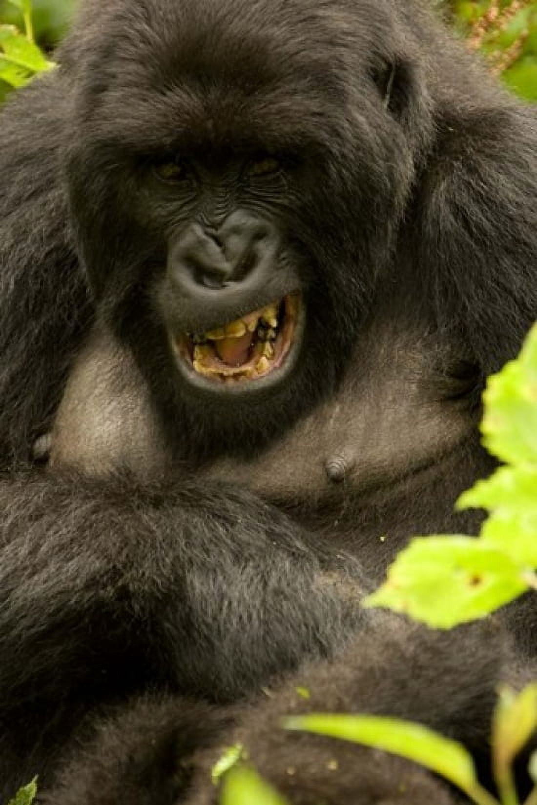 Mountain Gorilla Volcanoes NP Rwanda Canvas Art - Joe & Mary Ann McDonald DanitaDelimont (11 x 17)