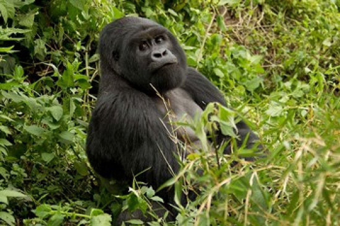 Mountain Gorilla Volcanoes National Park Rwanda Canvas Art - Joe & Mary Ann McDonald DanitaDelimont (33 x 22)