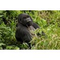 thumbnail image 1 of Mountain Gorilla, Volcanoes National Park, Rwanda Poster Print by Joe & Mary Ann McDonald (16 x 11), 1 of 1