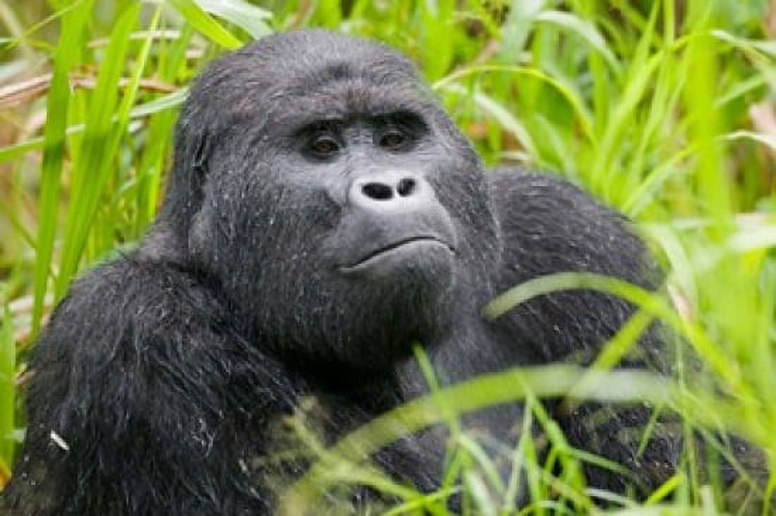 Mountain Gorilla in Rainforest Bwindi Impenetrable National Park Uganda Canvas Art - Paul Souders DanitaDelimont (35 x 23)