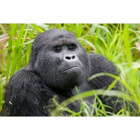 Mountain Gorilla in Rainforest, Bwindi Impenetrable National Park, Uganda Poster Print by Paul Souders (24 x 15)