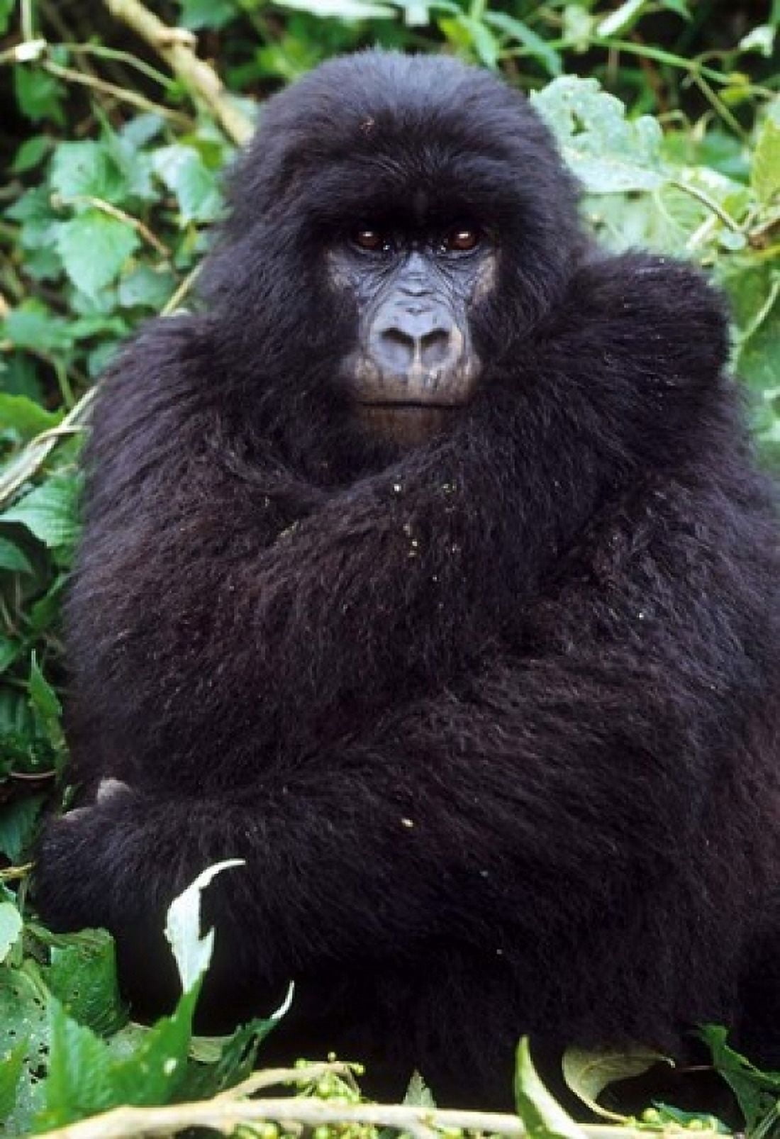 Mountain Gorilla preening Group 11 Rwanda Canvas Art - Kevin Schafer DanitaDelimont (12 x 17)