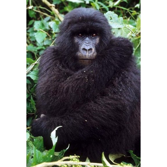 Mountain Gorilla preening, Group 11, Rwanda Poster Print by Kevin Schafer (12 x 17)