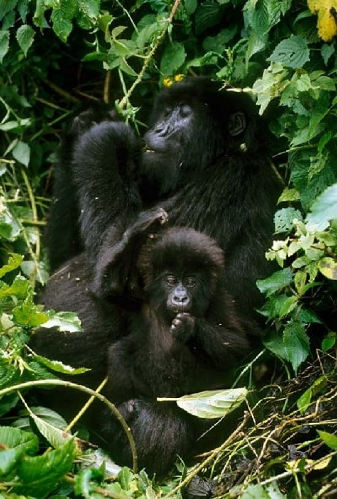 Mountain Gorillas Parc N Volcans Rwanda Canvas Art - Kevin Schafer DanitaDelimont (12 x 17)
