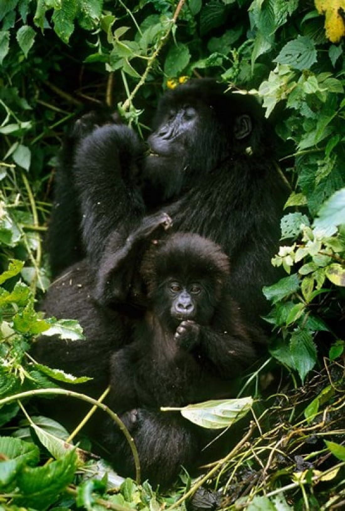 Mountain Gorillas Parc N Volcans Rwanda Canvas Art - Kevin Schafer DanitaDelimont (24 x 35)