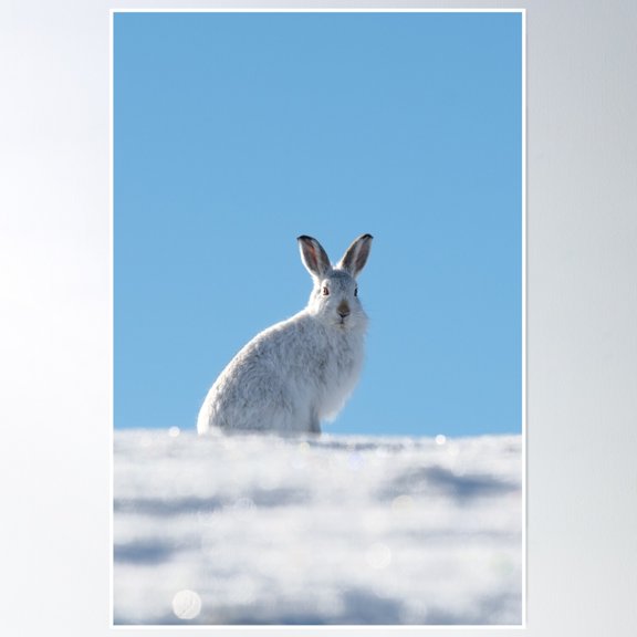 Mountain Hare - Scotland Poster Wall Art, Modern Wall Decor, 24x36 UNFRAMED