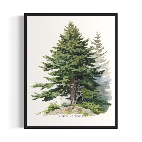 Mountain Hemlock Tree Art Print, Botanical Wall Art