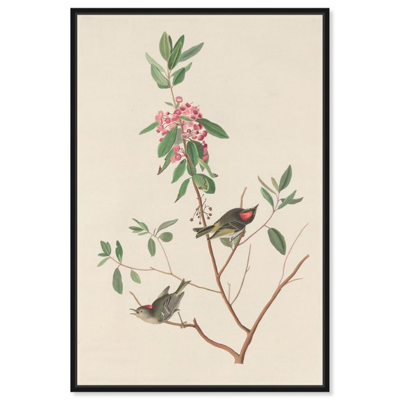 Mountain Laurel Canvas Print Botanical Art by Art Remedy, Black Frame, 16 x 24