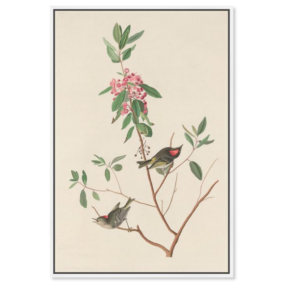 Mountain Laurel Canvas Print Botanical Art by Art Remedy, White Frame, 36 x 54