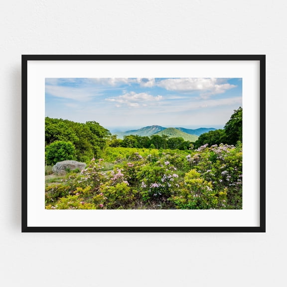 Mountain Laurel and Old Rag Mountain - Virginia Photography Landscape Mountain Nature Floral Scenic Summer Wilderness Black Framed Wall Art Print 5 x 7 inches