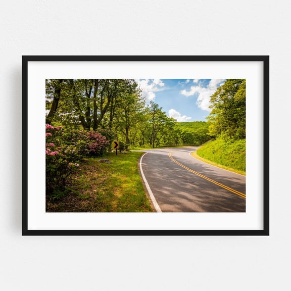 Mountain Laurel, Skyline Drive - Virginia Photography Nature Scenic Landscape Forest Rural Summer Flowers Black Framed Wall Art Print 5 x 7 inches