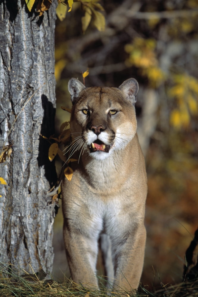 Mountain Lion Canvas Art - Natural Selection David Ponton Design Pics (12 x 18)