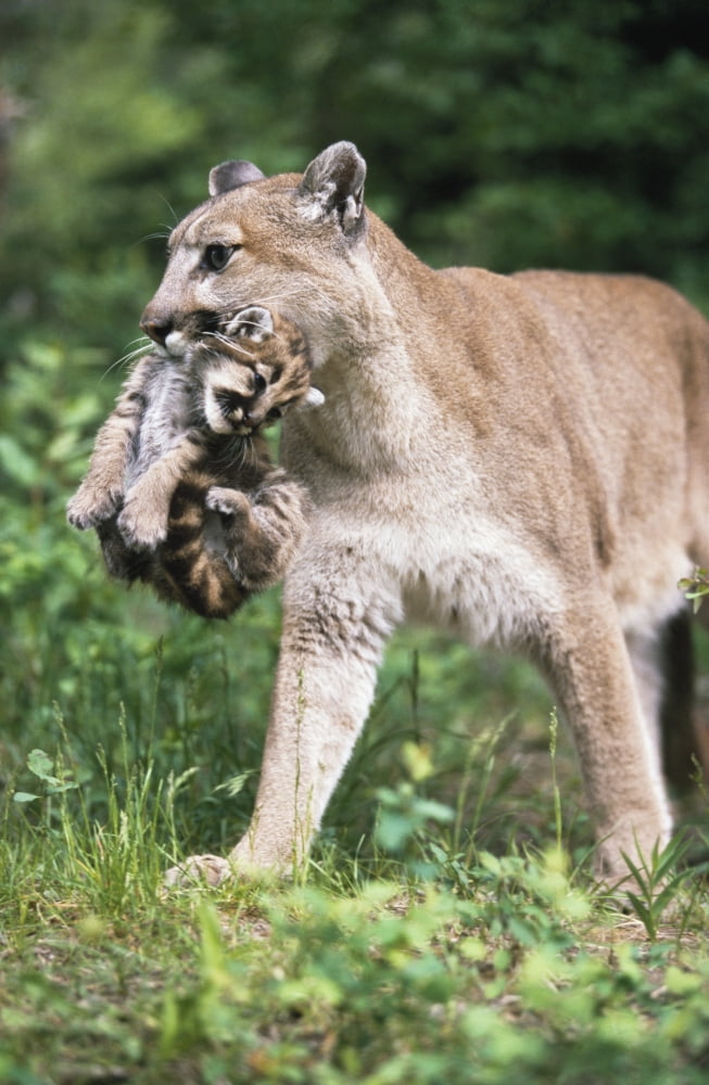 Mountain Lion Carrying Cub By The Nape Of Its Neck Canvas Art - David Ponton Design Pics (12 x 19)