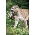 thumbnail image 1 of Mountain Lion Carrying Cub by the Nape of Its Neck Poster Print - 24 x 38, 1 of 1