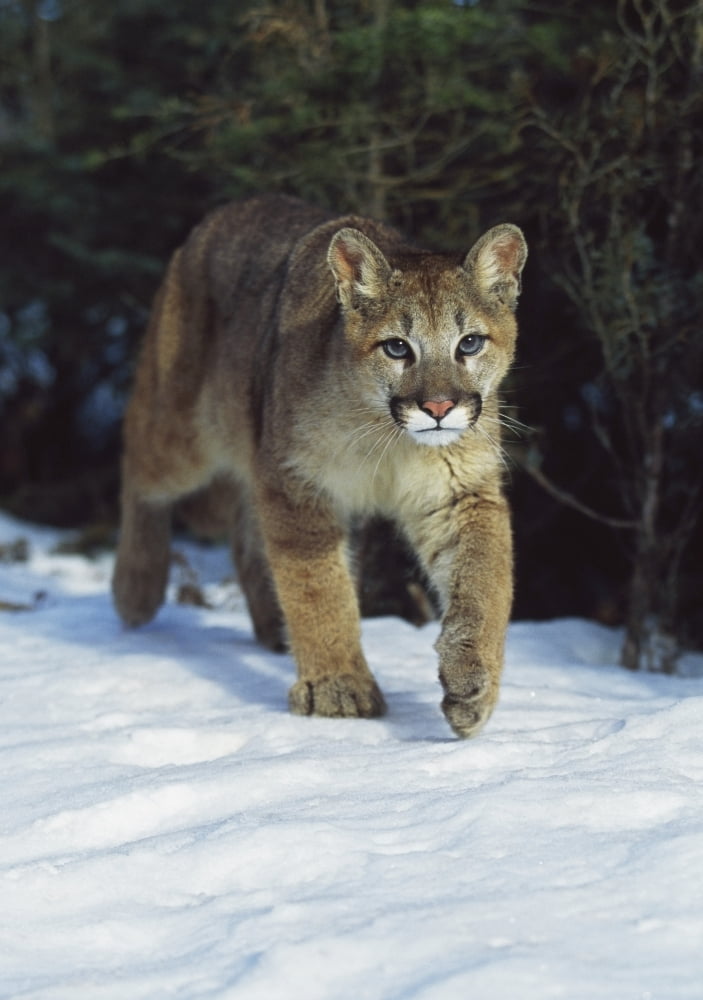 Mountain Lion (Felis Concolor) Idaho Usa Canvas Art - David Ponton Design Pics (26 x 36)