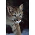 thumbnail image 1 of Mountain Lion Felis Concolor - Montana USA Poster Print, 24 x 38, 1 of 1