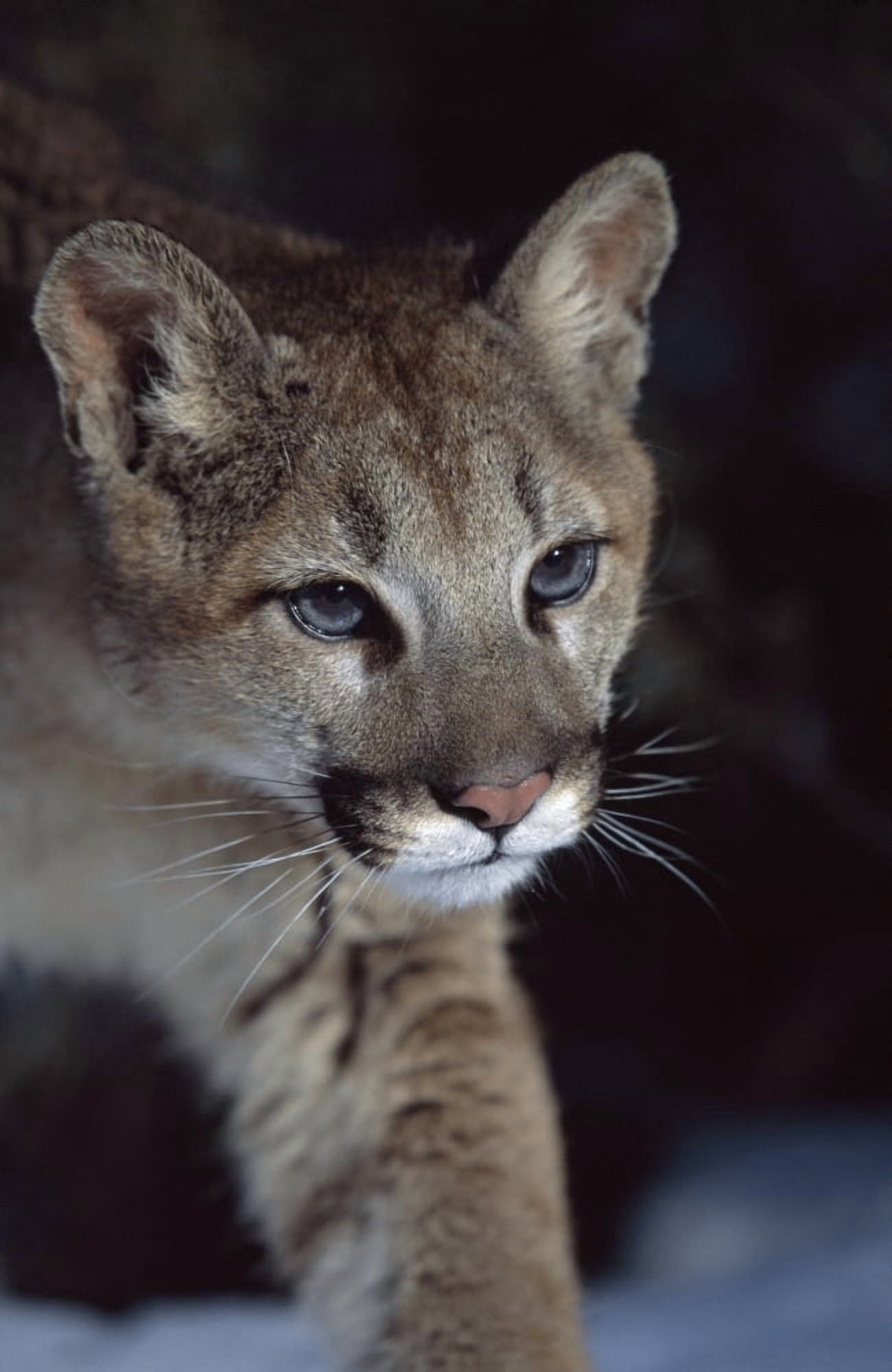 Mountain Lion (Felis Concolor) Montana Usa Canvas Art - David Ponton Design Pics (24 x 38)