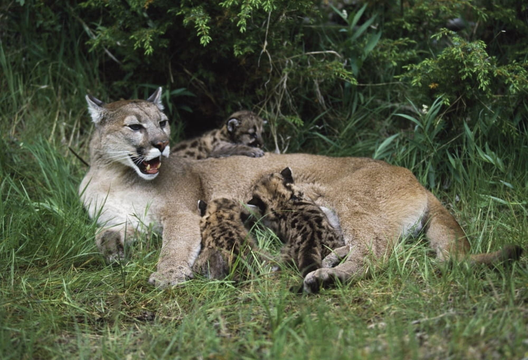 Mountain Lion Nursing Cubs Canvas Art - David Ponton Design Pics (18 x 12)