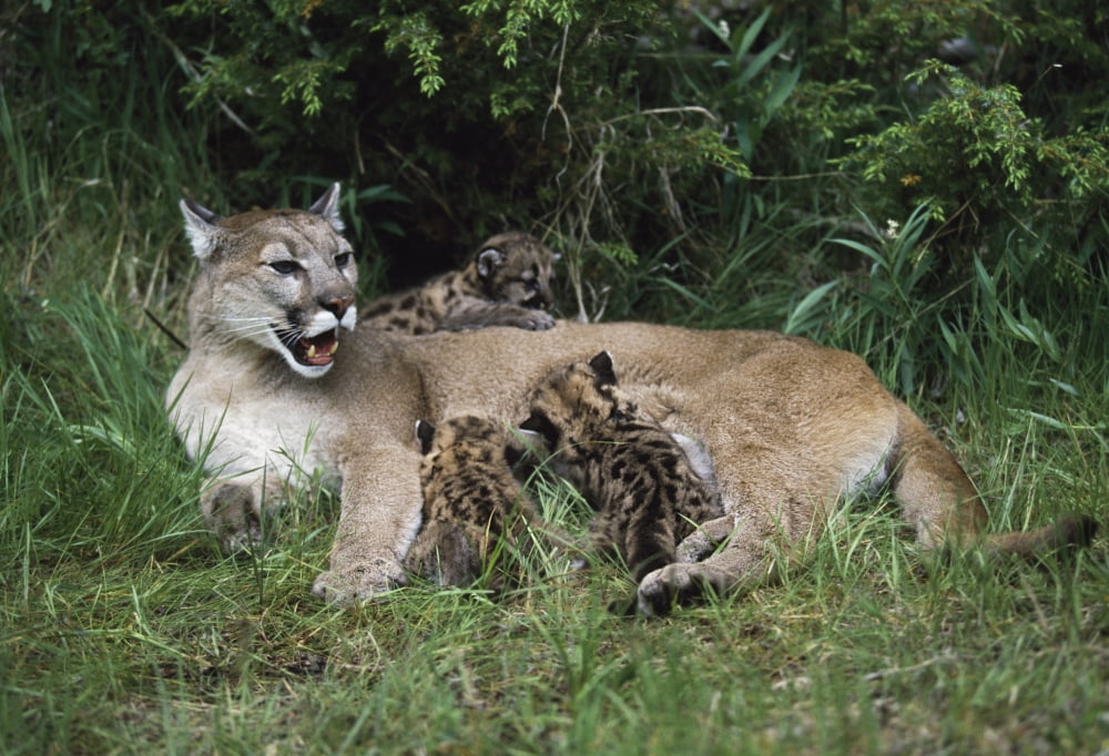 Mountain Lion Nursing Cubs Canvas Art - David Ponton Design Pics (36 x 24)