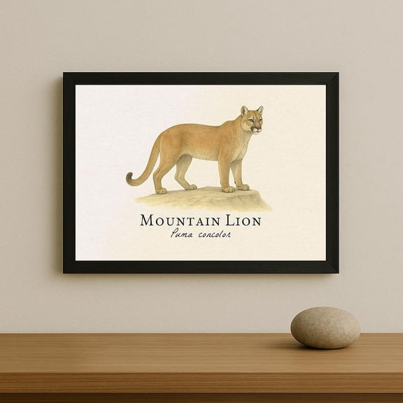 Mountain Lion Vintage Scientific Illustration – Puma concolor Poster – 8x12 – UNFRAMED