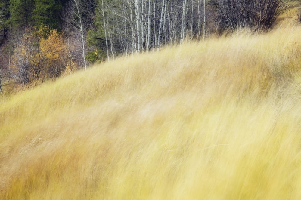 Mountain Meadow In Fall Kananaskis Country Alberta Canada Canvas Art - Darwin Wiggett Design Pics (34 x 22)