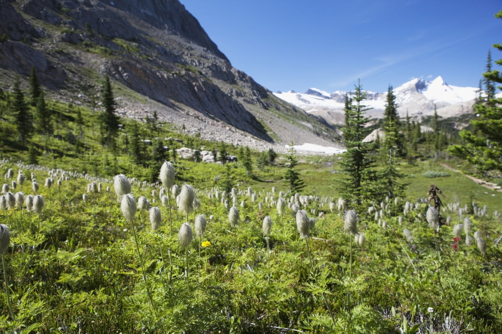 Mountain Meadow With Wildflowers And Glacier Mountains In The Background With Blue Sky Field British Columbia Canada Canvas Art - Michael Interisano Design Pics (19 x 12)