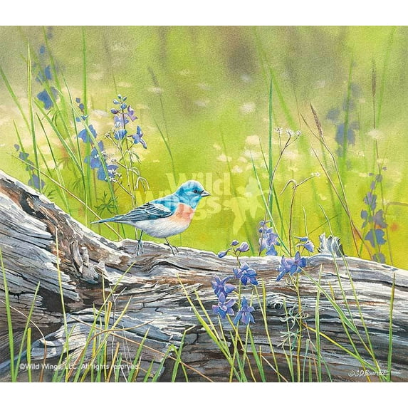 Mountain Meadow—Lazuli Bunting