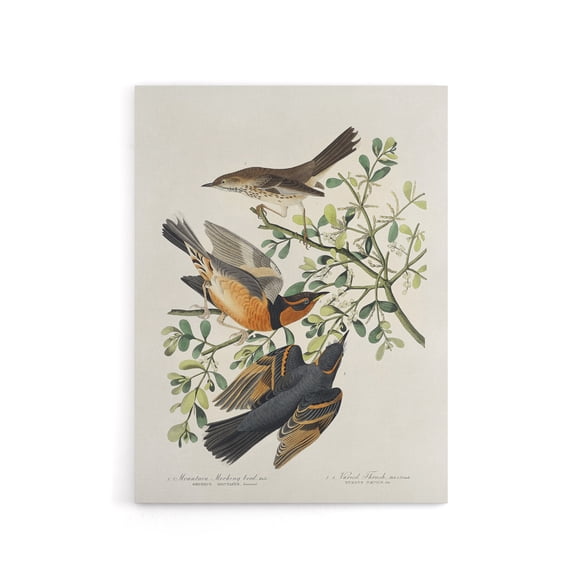 Mountain Mocking Bird and Thrush Audubon Nature Canvas Wall Art 18X24"