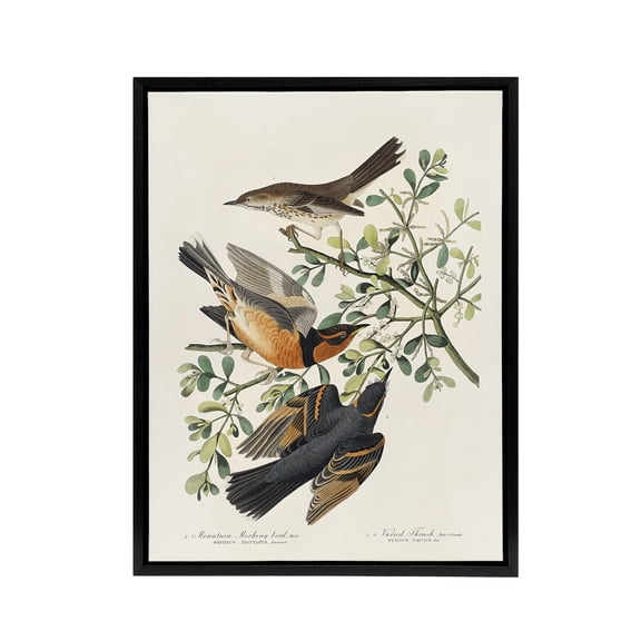 Mountain Mocking Bird and Thrush Audubon Nature Framed Canvas Wall Art 18X24"