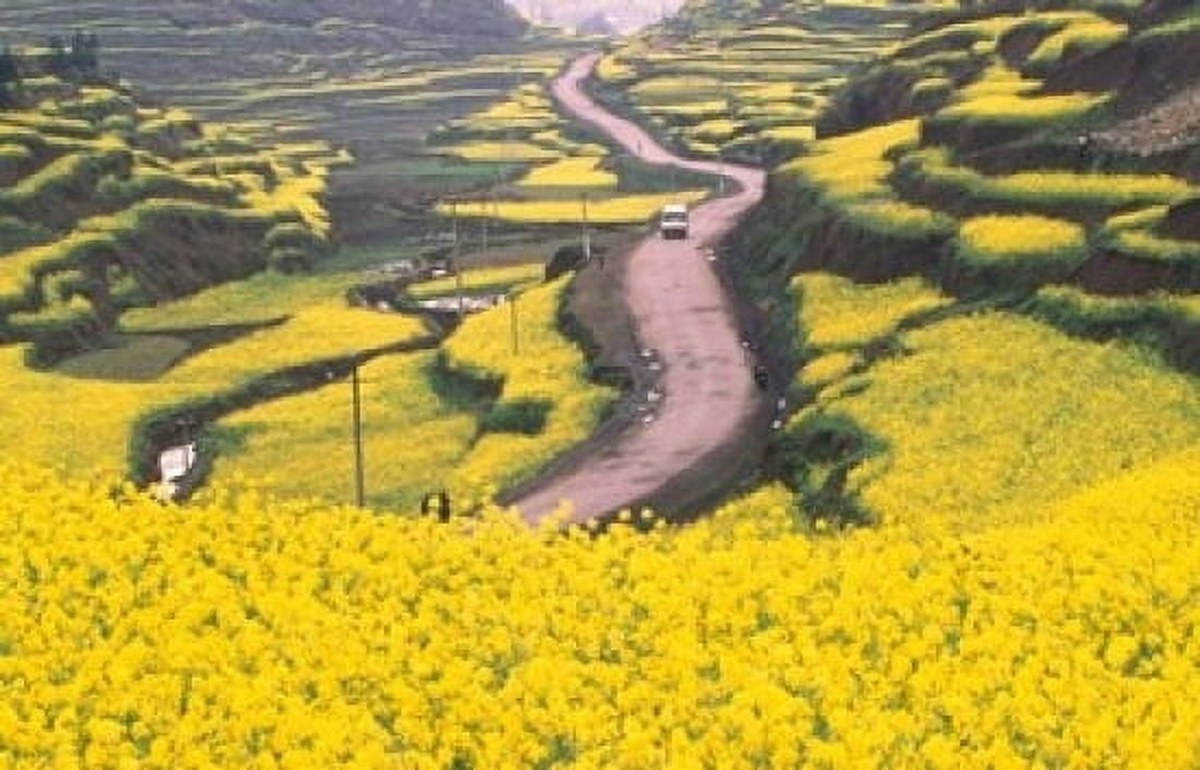 Mountain Path Covered by Canola Fields China Canvas Art - Keren Su DanitaDelimont (24 x 15)